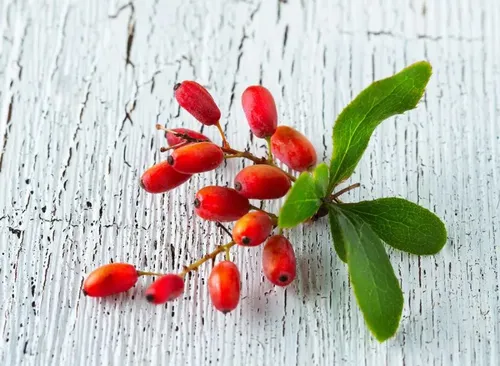 Berberine AquaSculpt